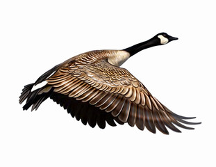 The Canada goose (Branta canadensis)