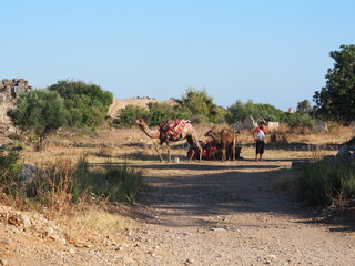 Obraz premium camel in the desert