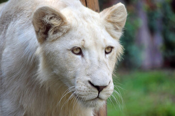 Young White Lion Panthera Leo Krugeri Portrait - obrazy, fototapety, plakaty