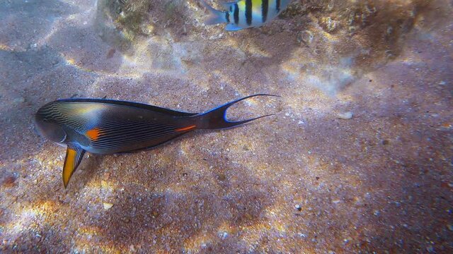 Close-up view of various colorful tropical fishes swimming in sea . Beautiful colorful surgeonfish, damselfish and Parrotfishes swimming in calm transparent water of Red Sea