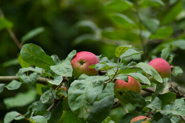 re d and green apples  on an apple tree branch