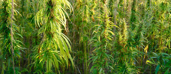 green cannabis plants growing in medical cannabis fields in Germany, medical marijuana legalization...