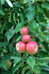 apples in orchard in the Fall ready for harvest
