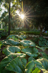Sonnenstern in Malaga Park