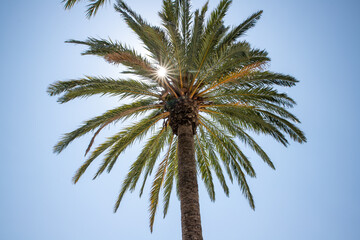 Palme mit Sonnenstern