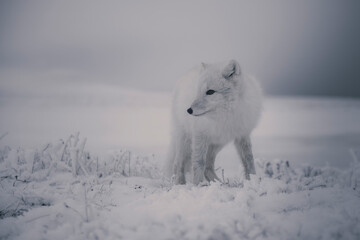  Wild arctic fox (Vulpes Lagopus) in tundra in winter time. White arctic fox.