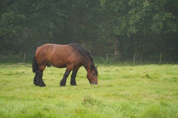 horses grazing in a meadow