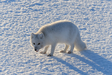  Wild arctic fox (Vulpes Lagopus) in tundra in winter time. White arctic fox.