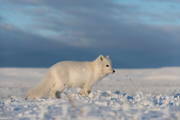 Naklejka na ściany i meble Wild arctic fox (Vulpes Lagopus) in tundra in winter time. White arctic fox.
