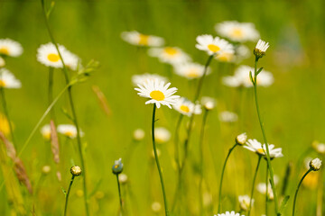 daisies in the meadow