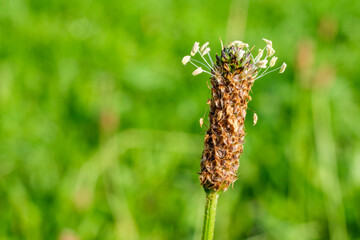 Samen eines Spitzwegerich im August, Englisch-Wegerich, Plantago Lanceolata