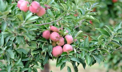 apples in orchard in the Fall ready for harvest