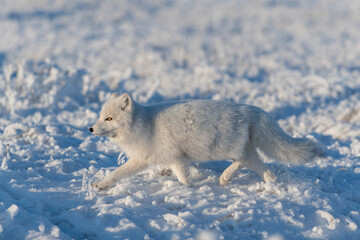  Wild arctic fox (Vulpes Lagopus) in tundra in winter time. White arctic fox.