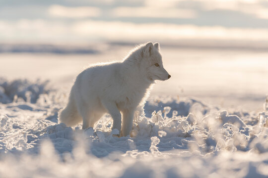  Wild arctic fox (Vulpes Lagopus) in tundra in winter time. White arctic fox. © Alexey Seafarer