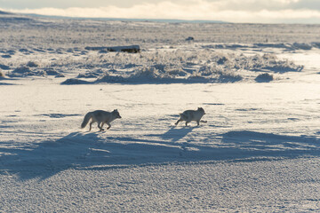 Two arctic foxes (Vulpes Lagopus) in wilde tundra. Arctic fox playing.