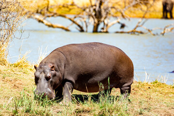 Hippopotamus in the Pilanesberg National Park.