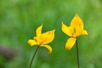 Obraz premium Yellow tulips on the blurred green background.