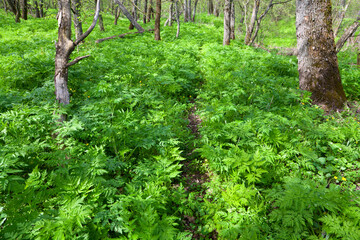 Obraz premium Forest background with lush green plants and tree trunks.