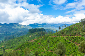 Naklejka na ściany i meble Picturesque natural landscape. Green tea plantations in the highlands. Growing tea