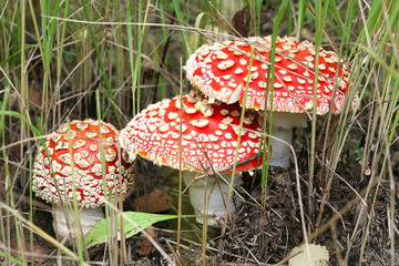 Three red fly agarics in the grass in the forest