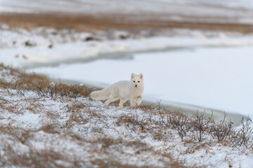 Fototapeta na wymiar Arctic fox in winter time in Siberian tundra.