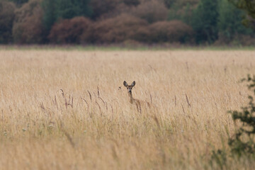 European Roe Deer Capreolus walks in the meadow in the tall grass, nature reserve, beautiful tall grass in the meadow, protruding head of the deer, large space