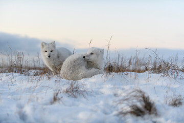 Two young arctic foxes (Vulpes Lagopus) in wilde tundra. Arctic fox playing.