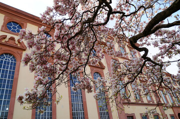 pink magnolias against the majestic building of the University of Mannheim (Mannheim, Germany) 