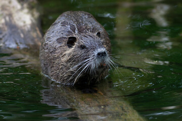 Fototapeta premium Nutria Coypu in close-up Myocastor coypus