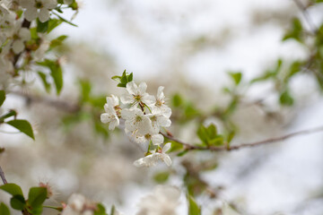 Obraz premium White cherry blossoms. Blossoming of cherry flowers in spring time with green leaves and copy space, Cerasus vulgaris Mill. 