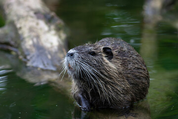 Nutria Coypu in close-up Myocastor coypus