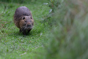 Nutria Coypu in close-up Myocastor coypus