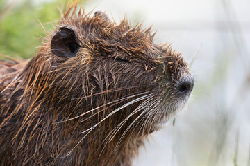 Nutria Coypu in close-up Myocastor coypus