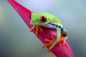 The red-eyed tree frog perched at red flowers 