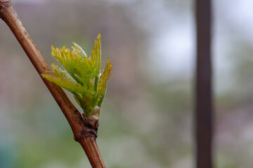 Close-up of budding grape bud. Newly formed young leaves and young green branch, initial development of grapes with copy space, Vitis.