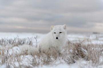Naklejka na ściany i meble Arctic fox (Vulpes Lagopus) in wilde tundra. Arctic fox sitting.