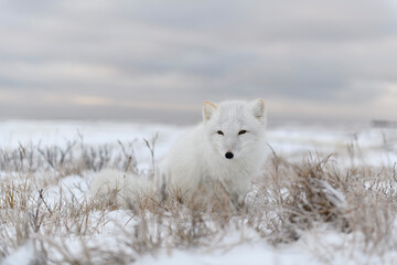 Fototapeta na wymiar Arctic fox (Vulpes Lagopus) in wilde tundra. Arctic fox sitting.