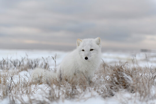 Arctic fox (Vulpes Lagopus) in wilde tundra. Arctic fox sitting. © Alexey Seafarer