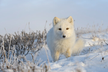 Wild arctic fox (Vulpes Lagopus) in tundra in winter time. White arctic fox close up.
