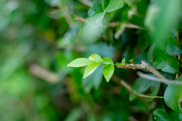 Orange Jasmine leaves emerging from the trunk