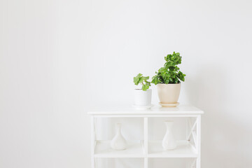 houseplants in pots on white wooden shelf on background white wall