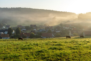 Kuhweide bei Pfaffendorf- Sächsische Schweiz