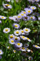 P&acirc;querettes align&eacute;es