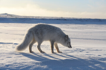 Arctic fox in Siberian tundra in winter time.