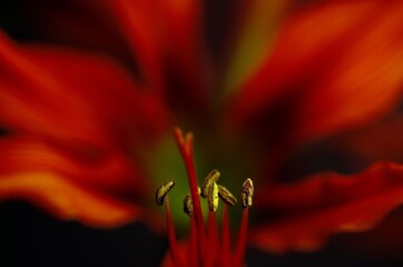 Hippeastrum stamens and pollen