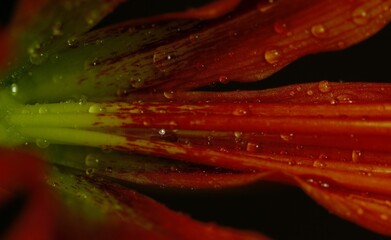 Hippeastrum stamens and petals of a flower covered with drops of water