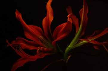 red and green Hippeastrum flower on dark background