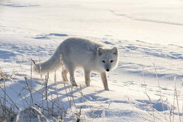 Obraz premium Arctic fox in winter time in Siberian tundra