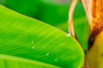 close-up photo of banana leaves