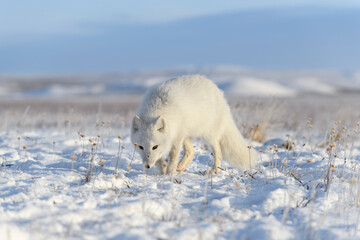 Fototapeta na wymiar Arctic fox in Siberian tundra in winter time.
